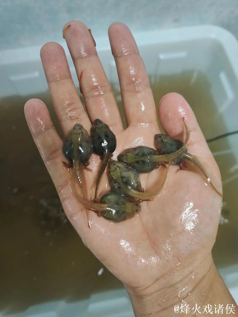 蝌蚪蚪窝视频免费