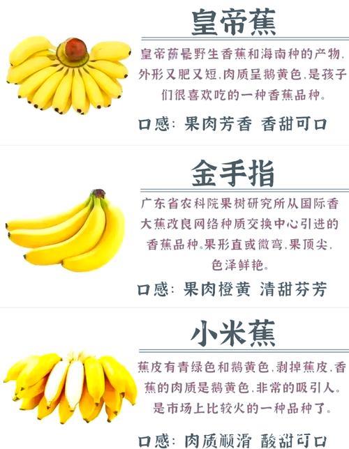 探索亚洲网：全面解析一级香蕉视频的魅力